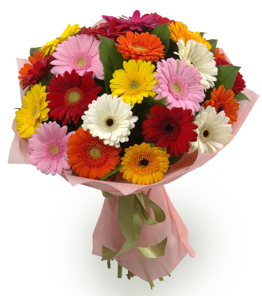Bouquet of 25 Gerbera (Mix)