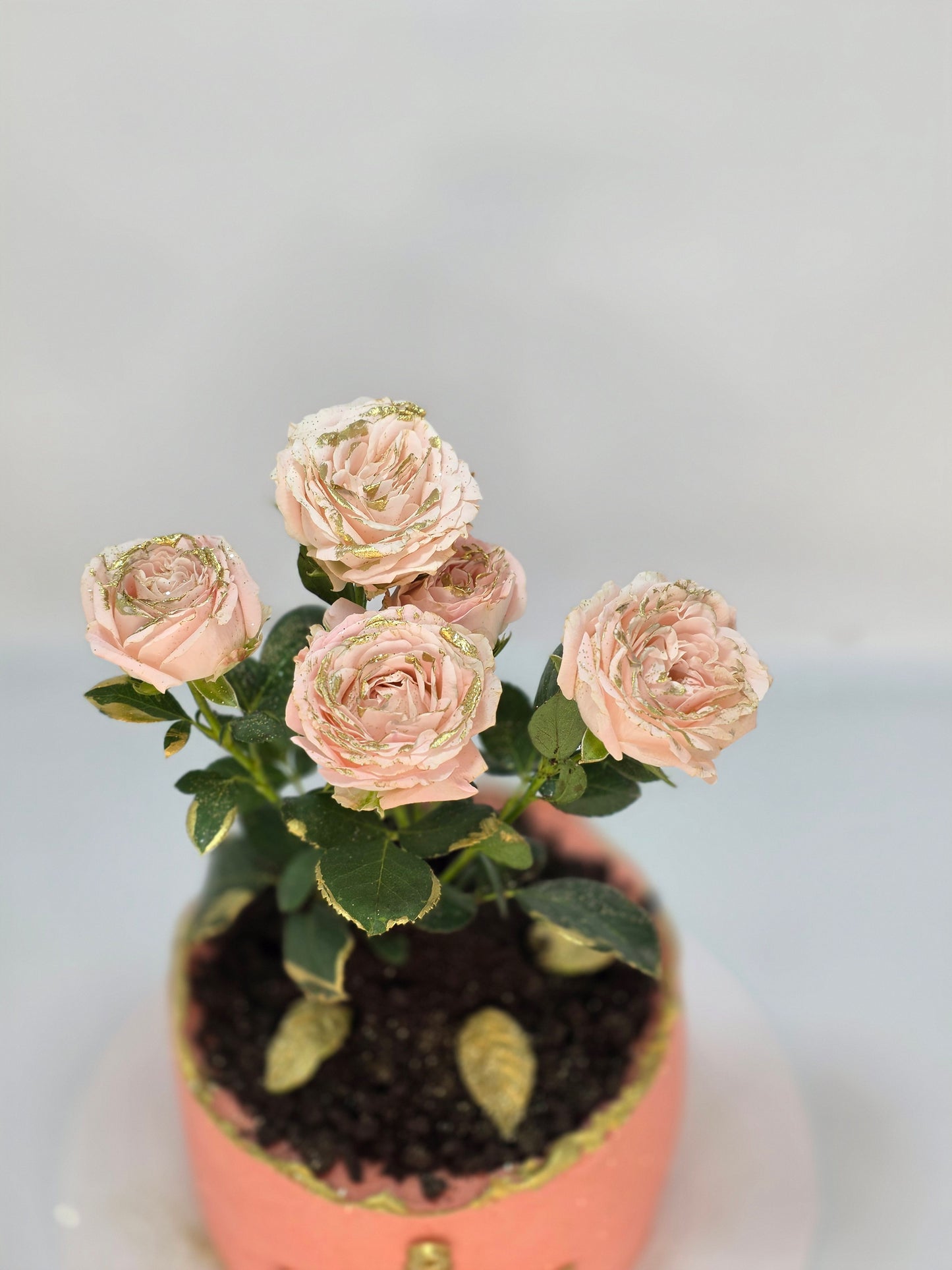 MART 8 CAKE VS FRESH ROSE